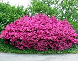 Shrubs are woody perennial plants with multiple stems that provide visual interest and structure, as well as privacy and traffic control planted in the ground and in containers. Planning And Design Of Garden Planting Flowers Shrubs And Trees Interior Design Ideas Ofdesign