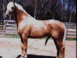 Hung Like Horse Clan