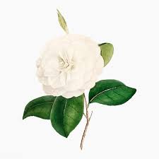 Download Premium Vector Of White Camellia Rose Flower Vector 2090059 White Camellia Flower Illustration Rose Flower