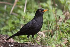 common blackbird turdus merula mierla