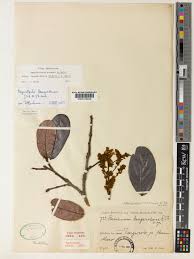 Image result for Magnistipula