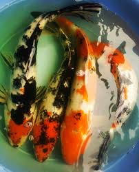Hal ini bukan tidak beralasan. Harga Ikan Koi Bergantung Kepada Ikan Koi Kelantan Facebook