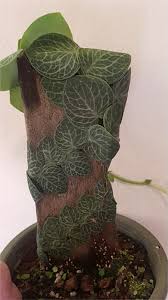 Image result for Rorippa cryptantha