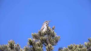 Cactus wrens are mainly ground foragers. Cactus Wren Song Youtube