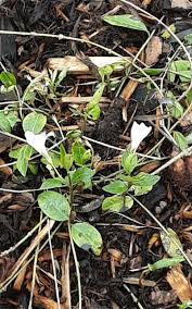 Image result for Evolvulus nummularius