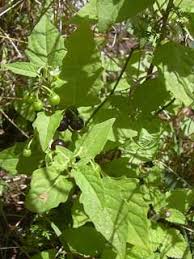 Image result for Solanum americanum
