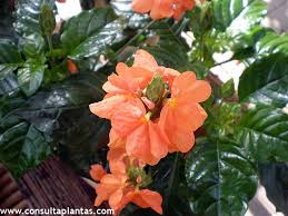 Image result for Crossandra nilotica