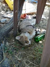 Denizli De 30 A Yakin Kedi Ve Kopek Zehirlendi Gundem