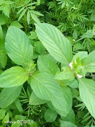 Image result for Asystasia mysorensis