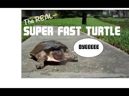 See full list on turtlevoice.com Super Fast Turtle 0 31 Youtubehaiku