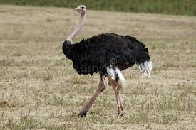 male ostrich royalty free stock images stock images free ostrich stock images