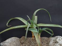 Image result for Aloe veseyi