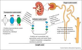 ¢ to determine how well the kidneys are working and ¢ to evaluate the health of the kidneys ¢ kidneys are an important organ of our body ¢ that removes the. Multiscale Models Of Kidney Function And Diseases Sciencedirect