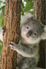 Pin By Rk On Koala Koala Animals Beautiful Cute Funny Animals