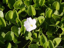 Image result for Falkia