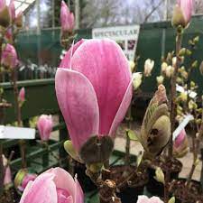 Magnolia Soulangeana X Satisfaction Spd Fife