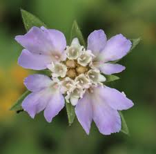 Image result for Caprifoliaceae