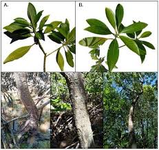 Image result for Bruguiera