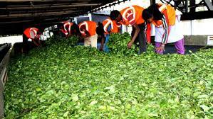 Sri lanka 1000 acres tea estate and tea business for sale wanted increase of the business we are looking for joint venture investof of funds develop puttalam, sri lanka farms, ranches, pastureland available on request. India S Tata Global Beverages Continues To Sell Off Tea Plantation Assets