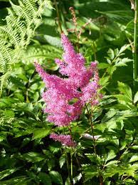 Astilbe plants need phosphorus to bloom, so choose a similarly, how tall do astilbe get? Astilbe How To Plant Grow And Care For Astilbe Flowers The Old Farmer S Almanac