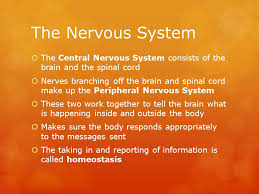 Tumors can form in almost any type of tissue or cell in the brain or spinal cord. The Central Nervous System The Nervous System The Central Nervous System Consists Of The Brain And The Spinal Cord Nerves Branching Off The Brain Ppt Download