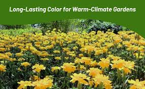 Image result for Crossandra pyrophila