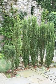 If your holly has been trained into tree form with a single trunk, you will need to prune it differently if such drastic pruning is best limited to southern climates. Holly Pruning For Hedges And Screens