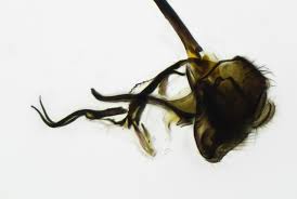 Image result for phytomyza gymnostoma