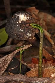 Image result for Artabotrys likimensis