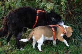 Full archive of her photos and videos from icloud leaks 2021 here. Begegnungen Entspannt Er Meistern Spass Mit Hund