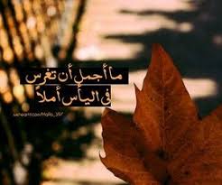 ما أجمل أن تغرس في اليأس أملا Favorite Words Image Words