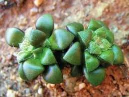 Image result for Secamone retusa