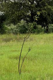 Image result for Aeschynomene cristata