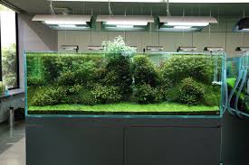 Japan Tour 2013 Aquascape Flirting Quotes Funny Nature Aquarium