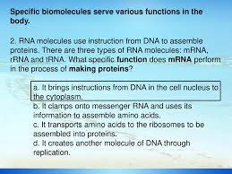 48 the central dogma dna rna proteins. Session 3 Dna Protein Synthesis Ppt Download