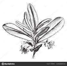 Image result for Brexia