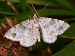 Image result for Mesotype parallelolineata