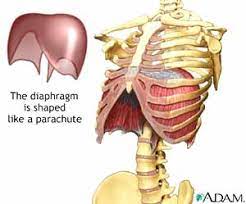 How to know if you sing from your diaphragm. Breathing Muscles And Singing Tips For Vocalists