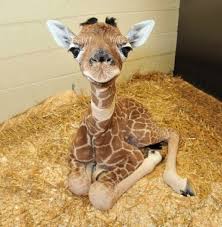Bekijk meer ideeën over schattige kunst, dieren, schattigste dieren. Schattige Baby Dieren I Baby Dieren Dieren Schattige Dieren