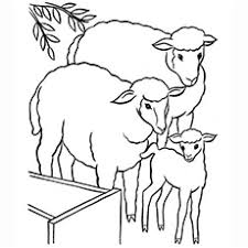 You can find the printable pdf here. Top 25 Free Printable Sheep Coloring Pages Online