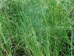 Image result for Eragrostis gangetica