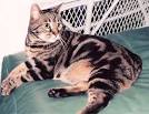 Bengal Cat Breed Information, Pictures, Behavior and Care