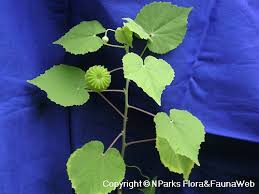 Image result for Abutilon hirtum