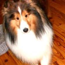 Please read about us & view pictures of our beautiful shelties available from the past, present and future. Sue S Shelties Ohio Sheltie Puppies For Sale Sheltie Puppy Sheltie