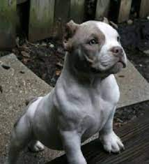 Pin By Faheem Judah El D D Axum Pu On American Bully Pitbull Dog Dogs Cute Dogs