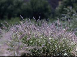 Image result for Setaria grandis