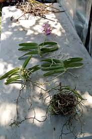 Re Basketing A Vanda Growing Orchids Orchid Roots Plants