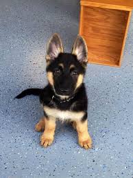 Beautiful purebred german shepherd puppies ready to take home florida health certified vaccinated microchipped. German Shepherd Puppies Price Range Petsidi