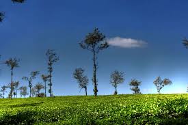 See 120 traveler reviews, 105 candid is parking available at coffee acres plantation resort? Walk Around The Coffee Plantations Coorg Times Of India Travel