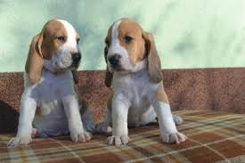 Image result for švycký honič